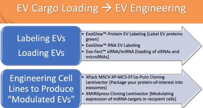 ExoGlow-Membrane EV Labeling Test - 25 reactions