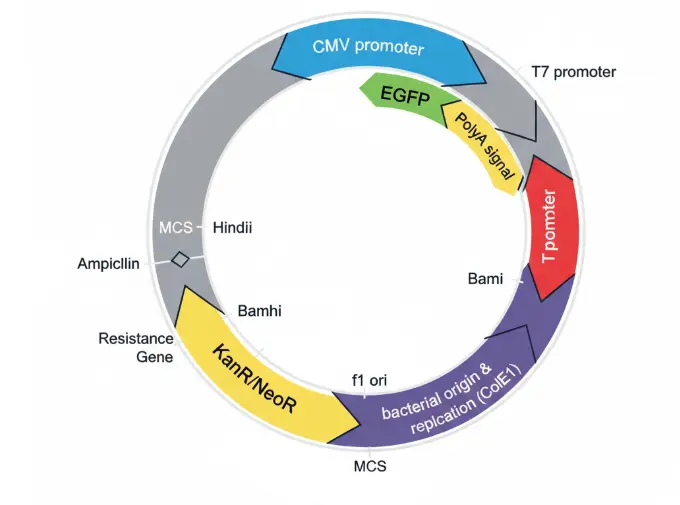 Expression Plasmid PEGFP- N1